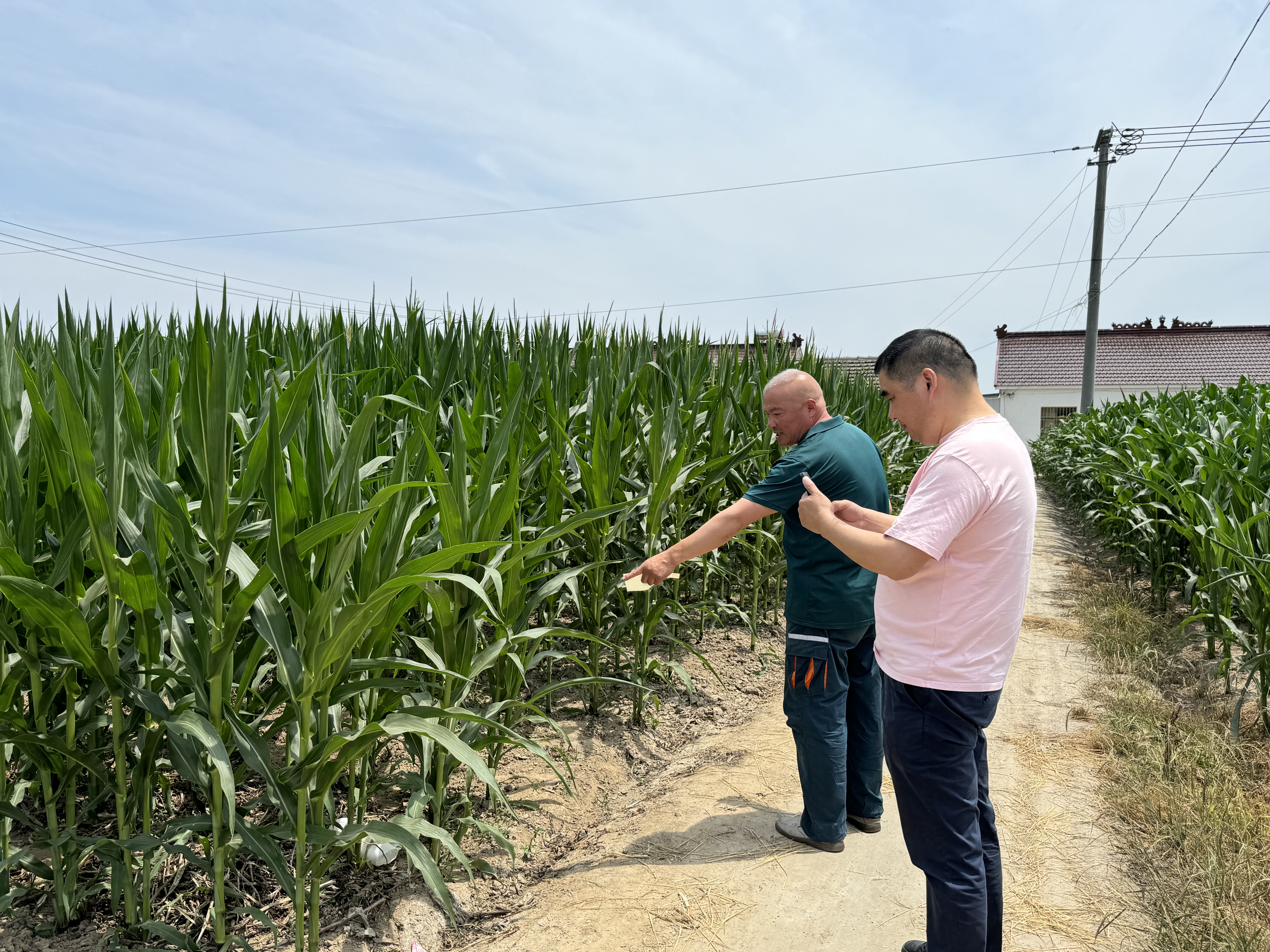 Chinese farmers show corn fields planted with hand-push planters