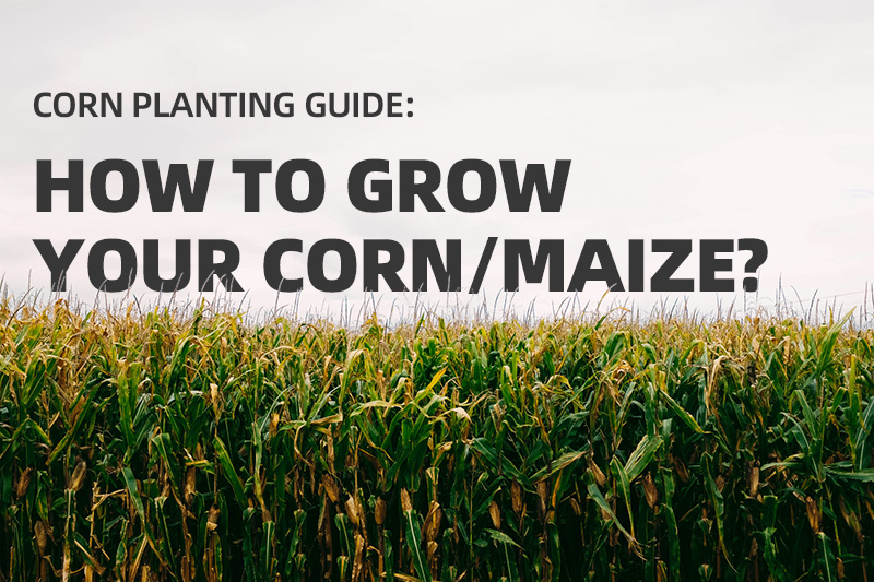 Corn Planting Guide: Step-by-Step Techniques With Push Seeder