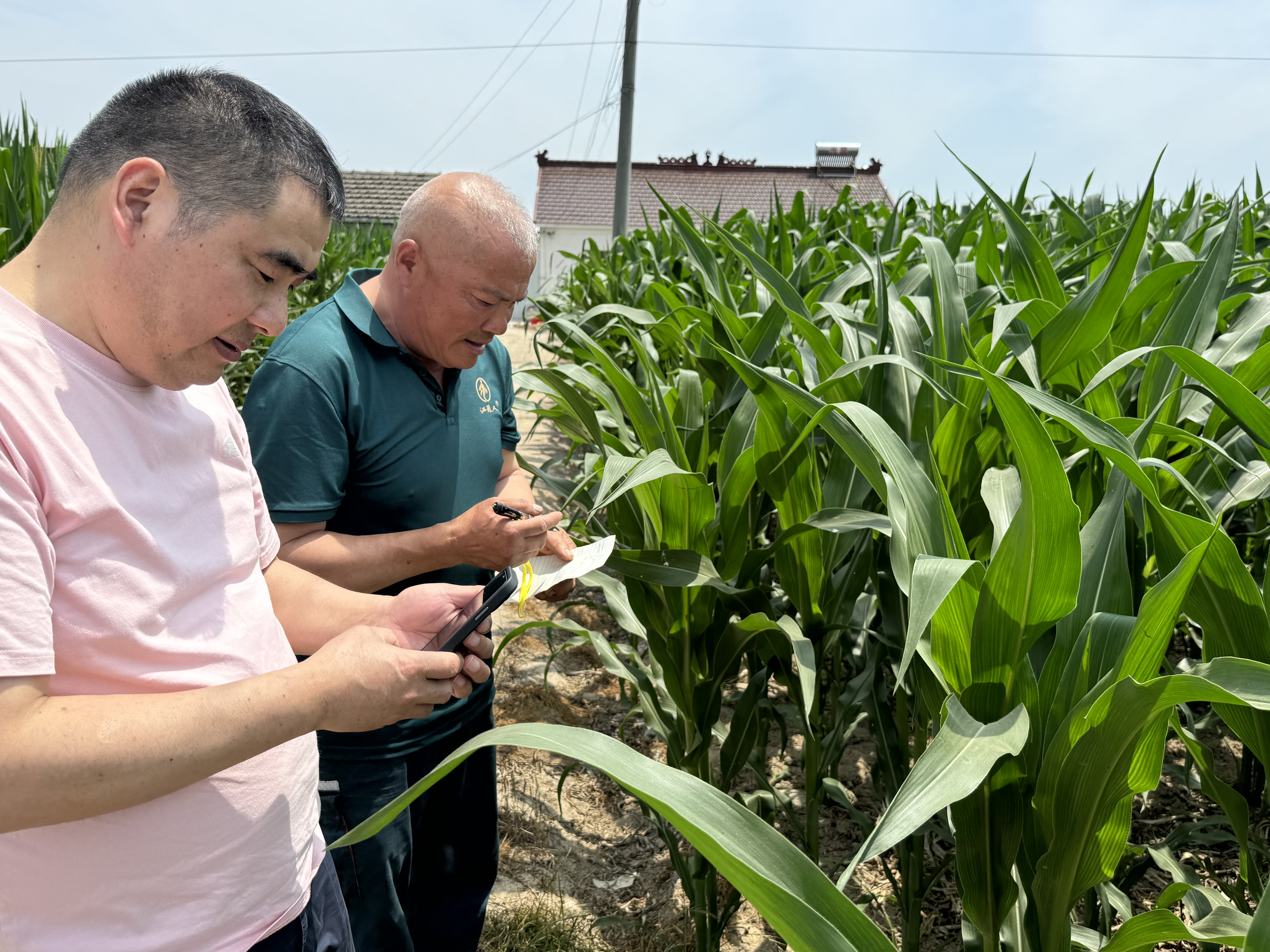 Chinese farmers and Haoding executives inspect the growth of corn plants