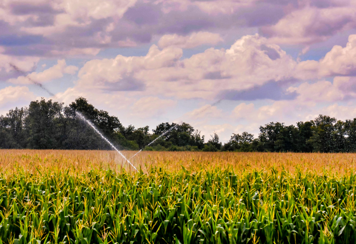 The_irrigation_of_corn_field