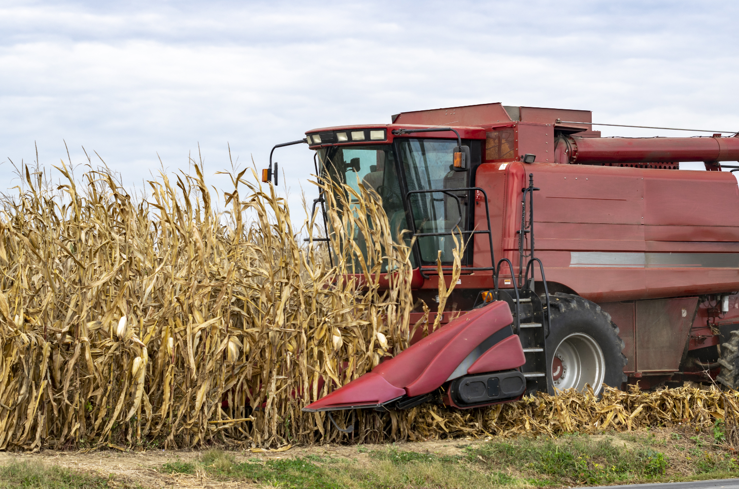 Harvesting_corn_field