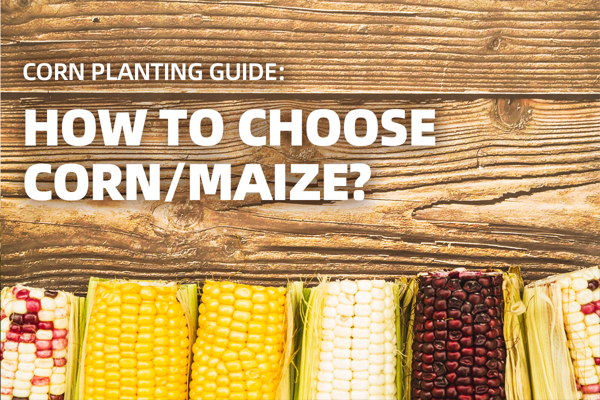 How_to_choose_corn_maize_seeds