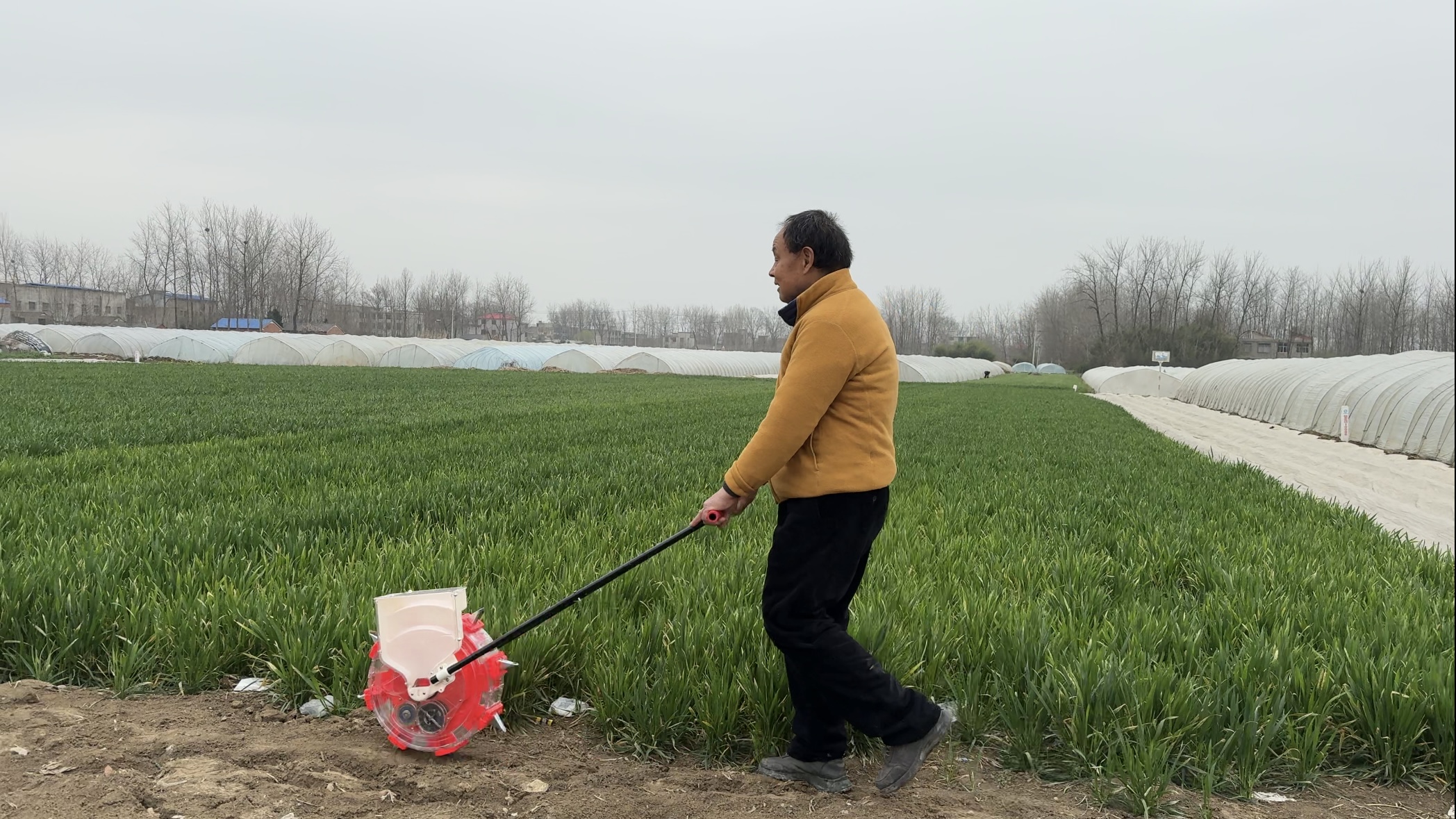 Chinese farmer demonstrating corn planting with a hand push seeder