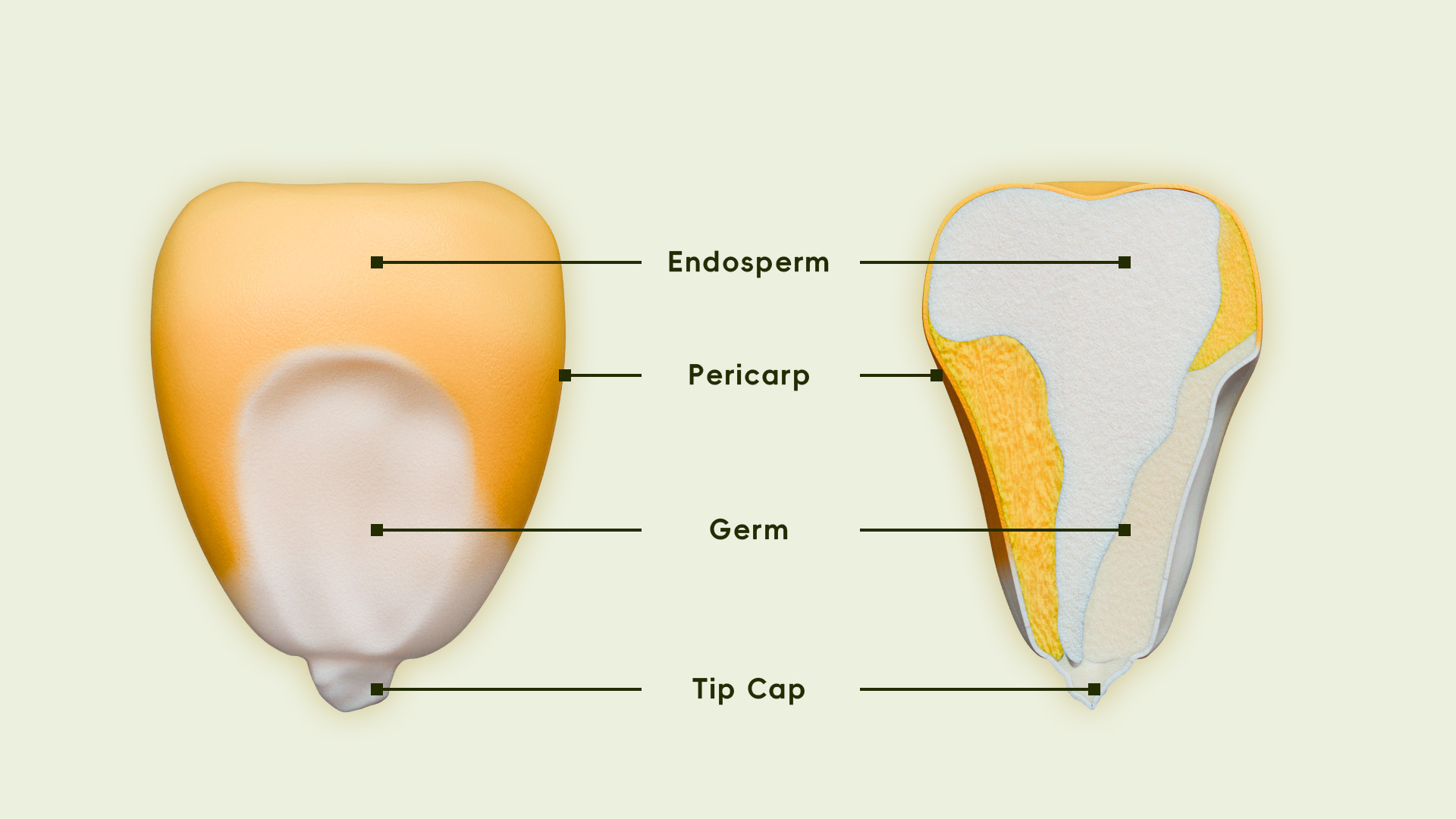 Corn Kernel Composition