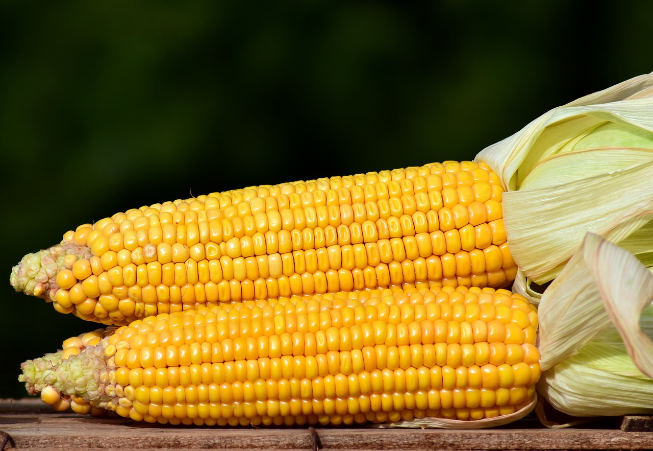 corn-2691456_1280