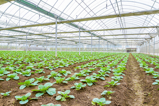 Top Greenhouse Vegetables Management Mistakes and How to Correct Them