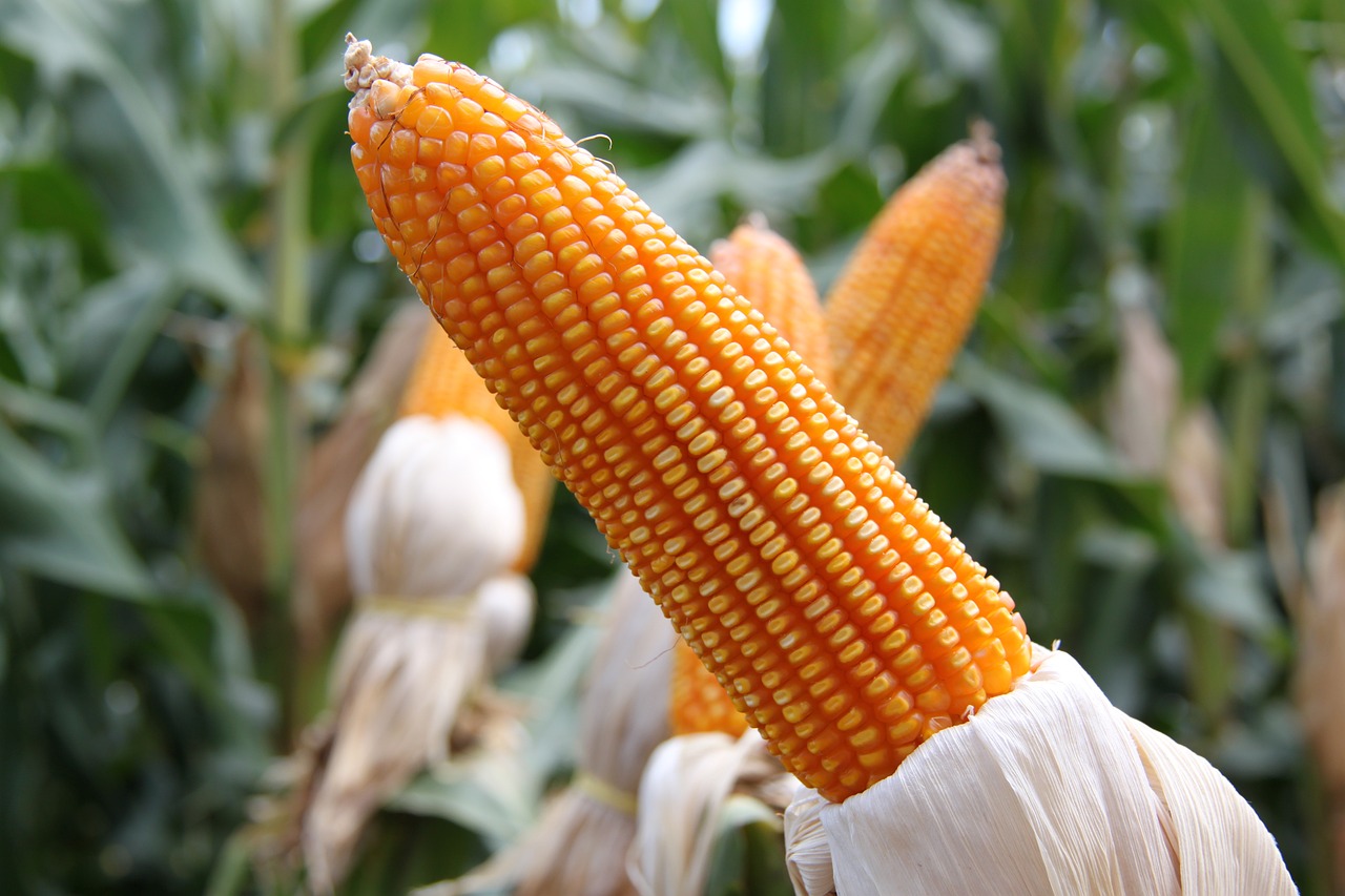 corn-774710_1280