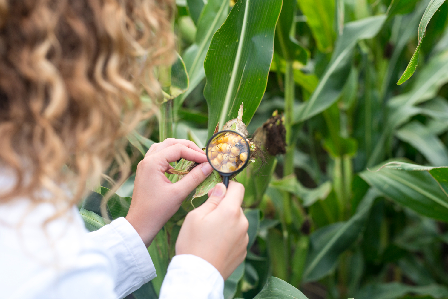 Weeding_and_Pest_control_of_corn