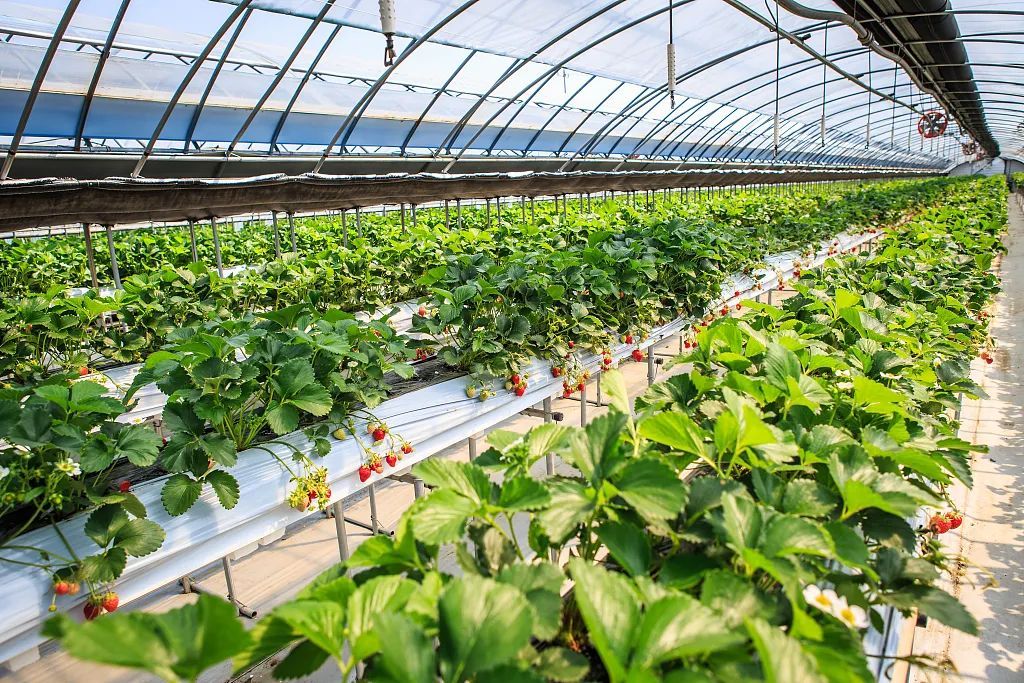 Modern_Greenhouse_vegetable_management